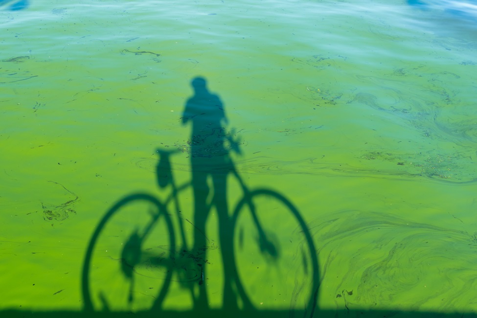 Harmful Algal Blooms, HABs, Blue Green Algae, Bicycle, Study, Cape Coral, Study Participants 