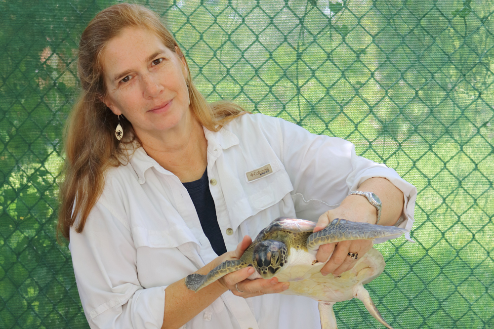 Sea Turtle Grants Program Awards Funding to FAU Researchers