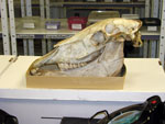 Cow Skull