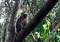 FAU Scientists Capture Rare Footage of Critically Endangered Monkeys