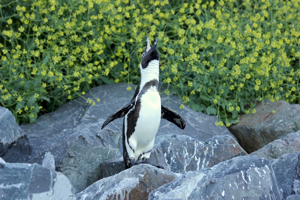 African Penguin, South Africa, Endangered Species 