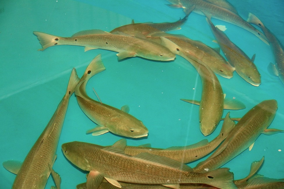 Adult Red Drum Broodfish, Aquaculture, Fin-fish, Seafood, Seafood Industry, Imports, USDA, Farm-raised fish