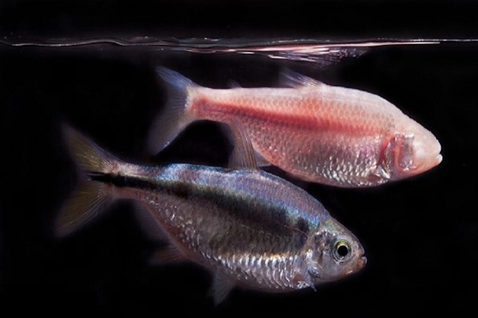 Underneath the Mexican cavefish is their surface fish counterpart with eyes, which only live in rivers instead of caves.  
