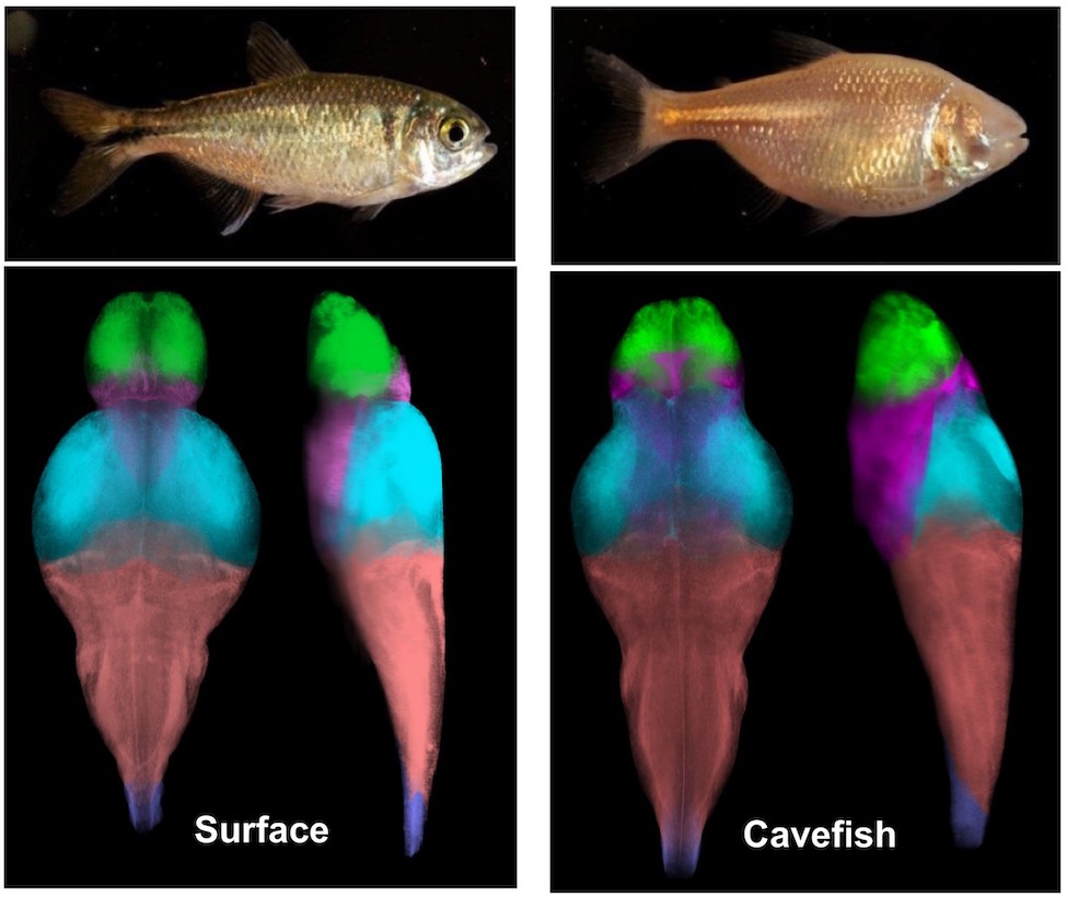 Scientists are the first to identify large-scale differences between surface fish and cavefish populations of A. mexicanus, as well as between different populations of cavefish. They used whole-brain imaging of circuits associated with sleep and feeding and whole-brain pERK neural activity imaging, which reveals altered landscape of brain activity.
