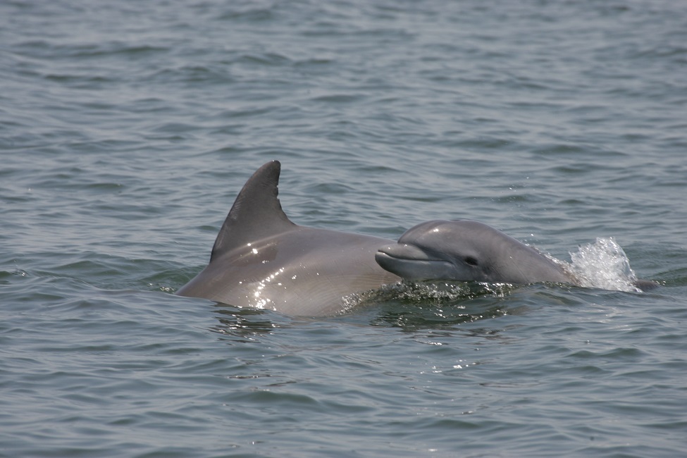 FAU Antibiotic Resistance Surges In Dolphins Mirroring Humans