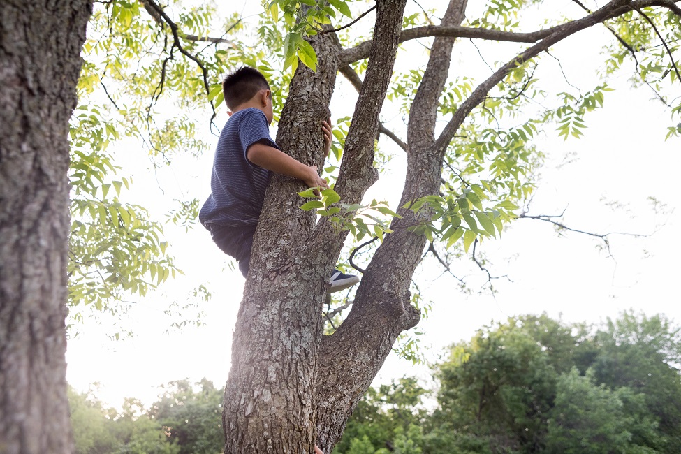 Climbing Tree, Children, Independence, Play