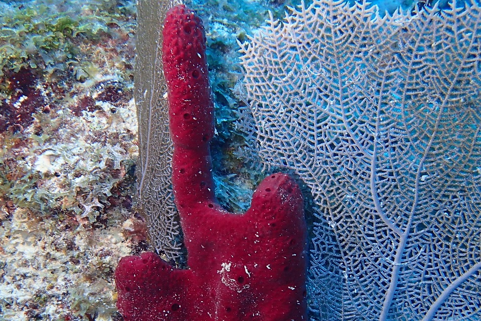 FAU | Scientists First to Develop Rapid Cell Division in Marine Sponges