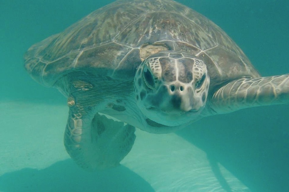 (After) Pe'e, a green sea turtle with fibropapillomatosis was rehabilitated and successfully released by The Turtle Hospital (Photo credit: The Turtle Hospital)