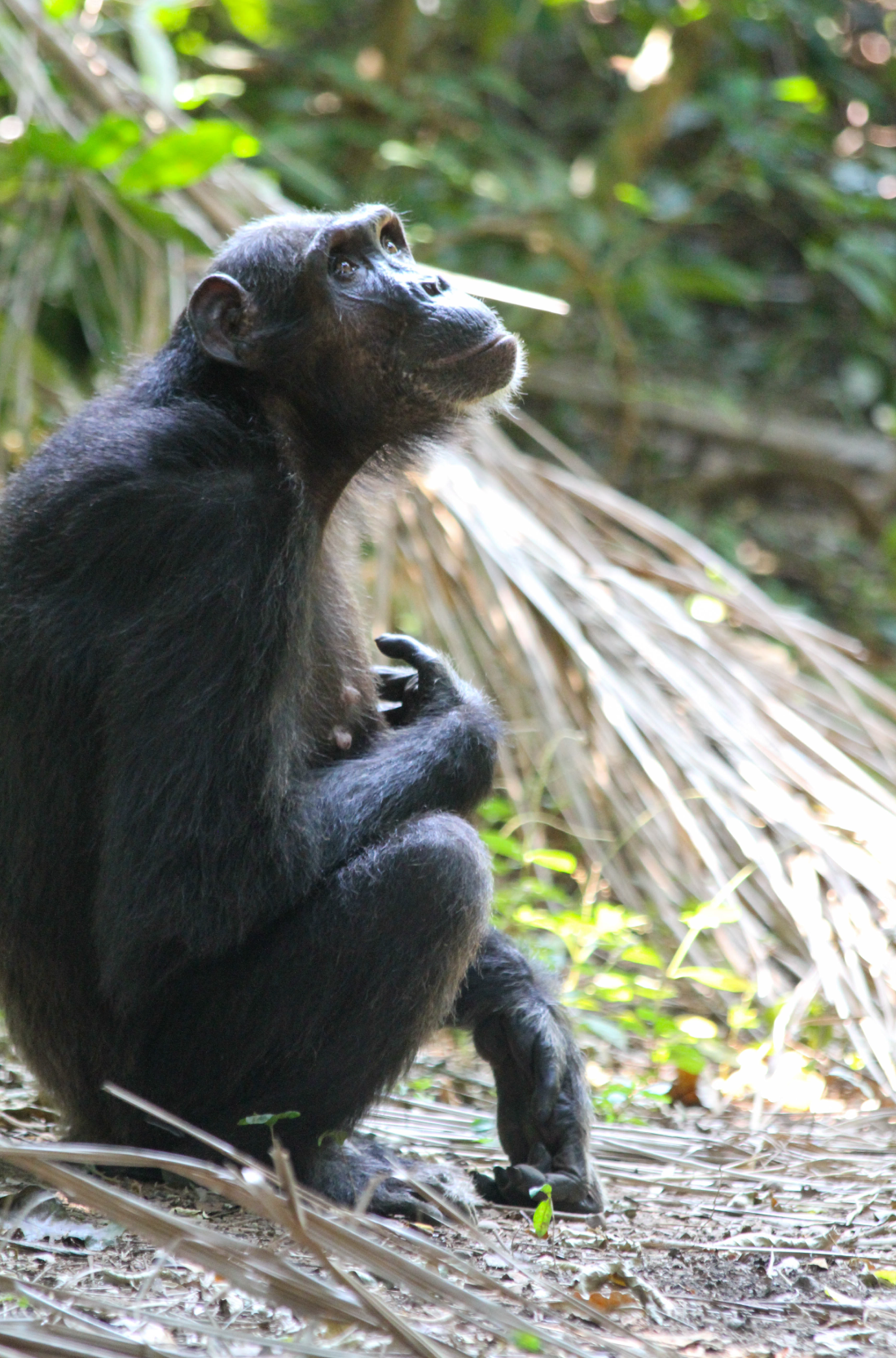  Sandi Kasakela Chimpanzee Community, Gombe NP, Tanzania