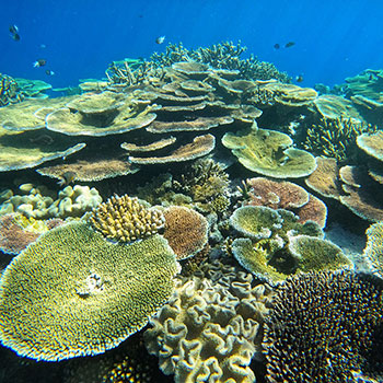 2023 photo contest Ribbon Reef 