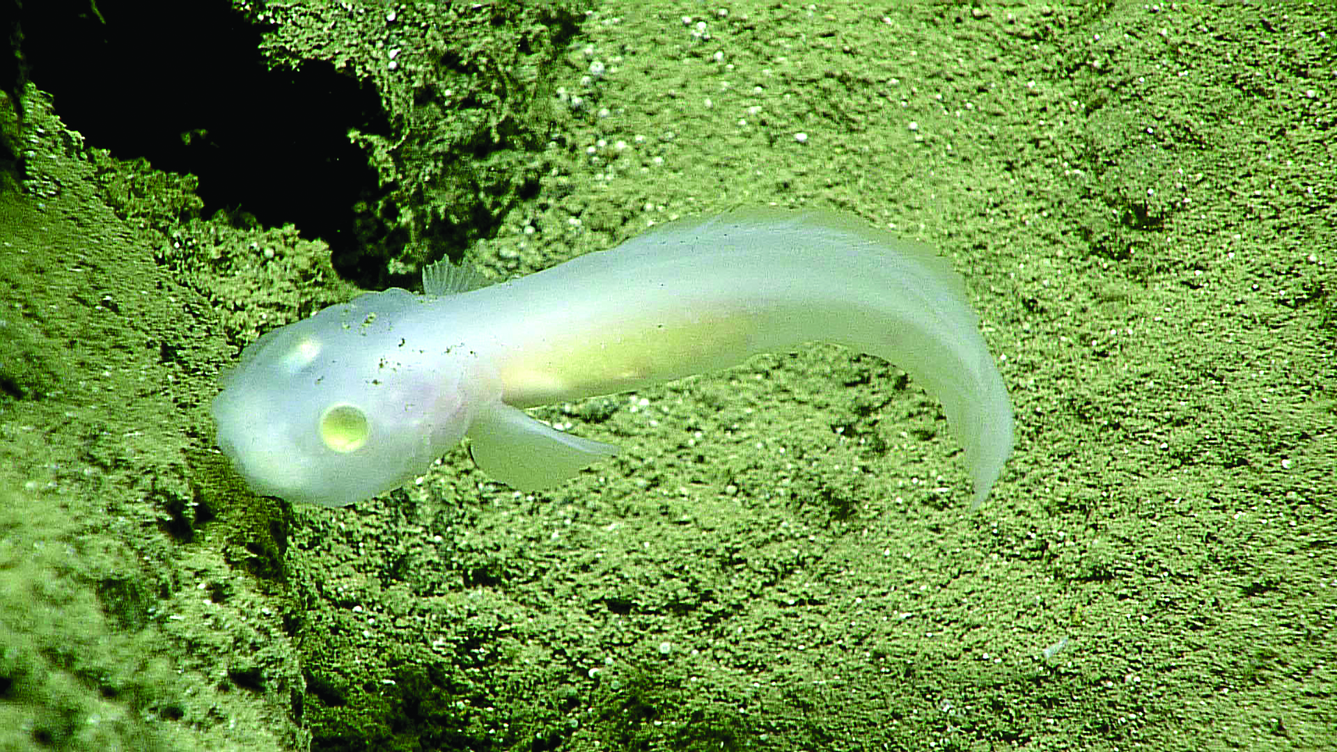 A Ghost Fish Comes Into View for First Time