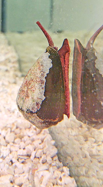 conus brunneus hoggard
