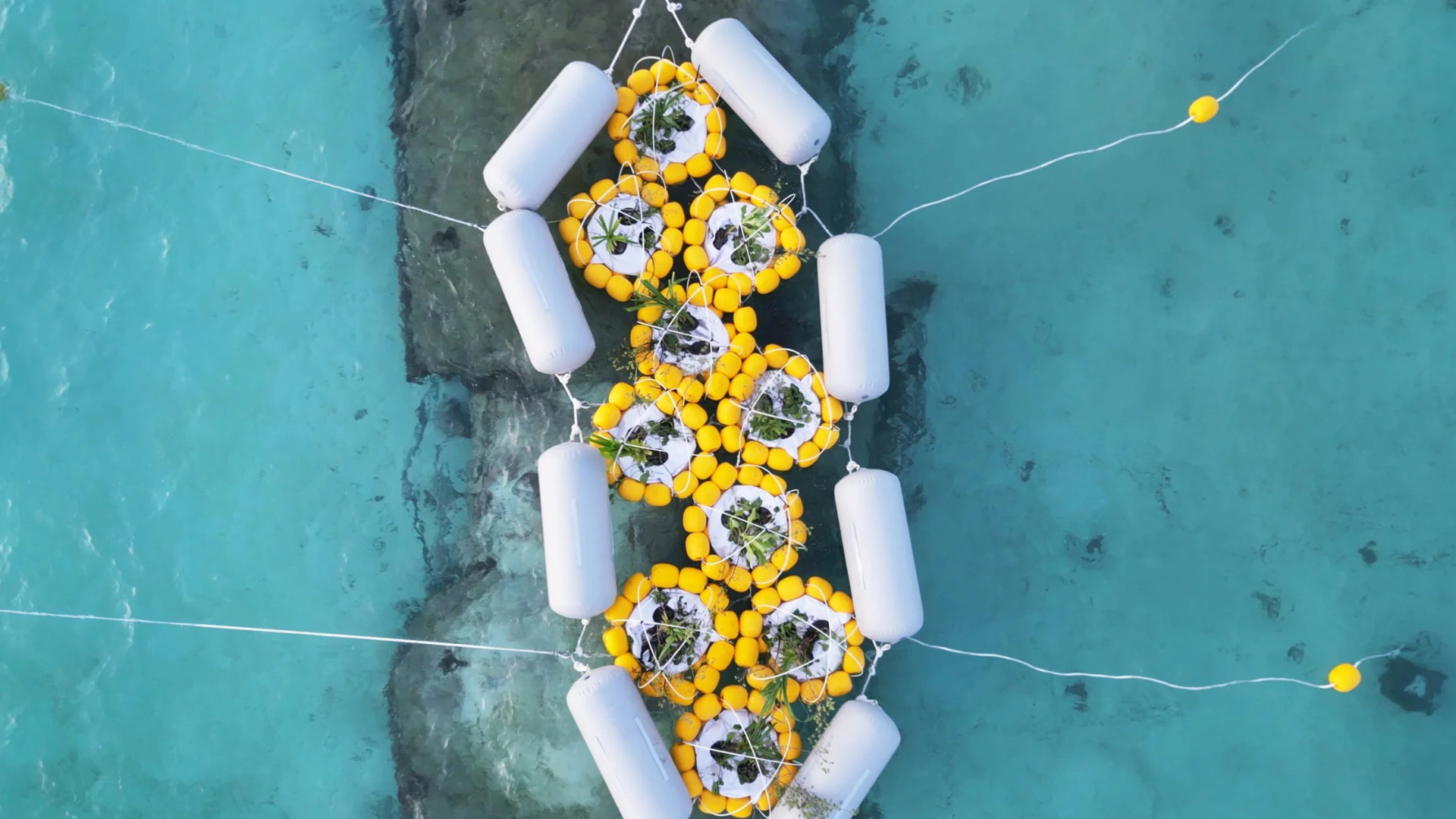 Aerial view of a floating hexagonal structure anchored in clear turquoise water. The structure is made of interconnected yellow rings with white planters inside each ring, containing small green plants. White cylindrical buoys surround the perimeter, keeping the installation stable on the water’s surface.