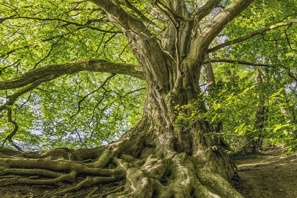beech tree roots