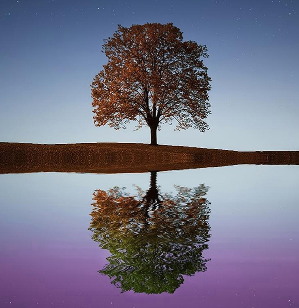 A solitary tree with reddish-brown leaves stands beneath a starry sky, reflected in rippling water that shifts from blue to purple.