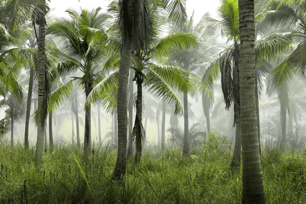 Palm Trees / Grass Field
