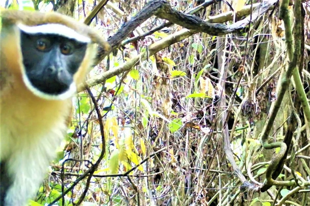 A male dryas monkey peers into one of the camera traps placed on a tree in the Democratic Republic of the Congo