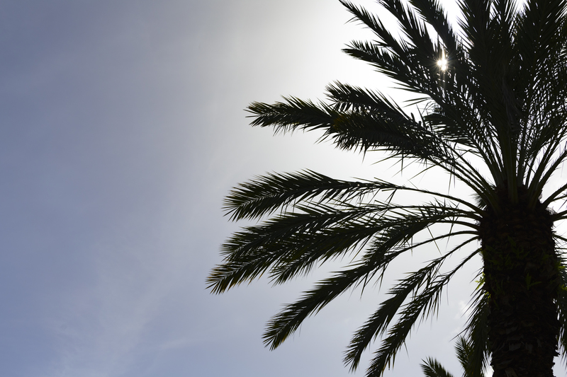 image of an FAU Palm Tree