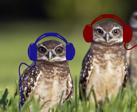 AMP Owls