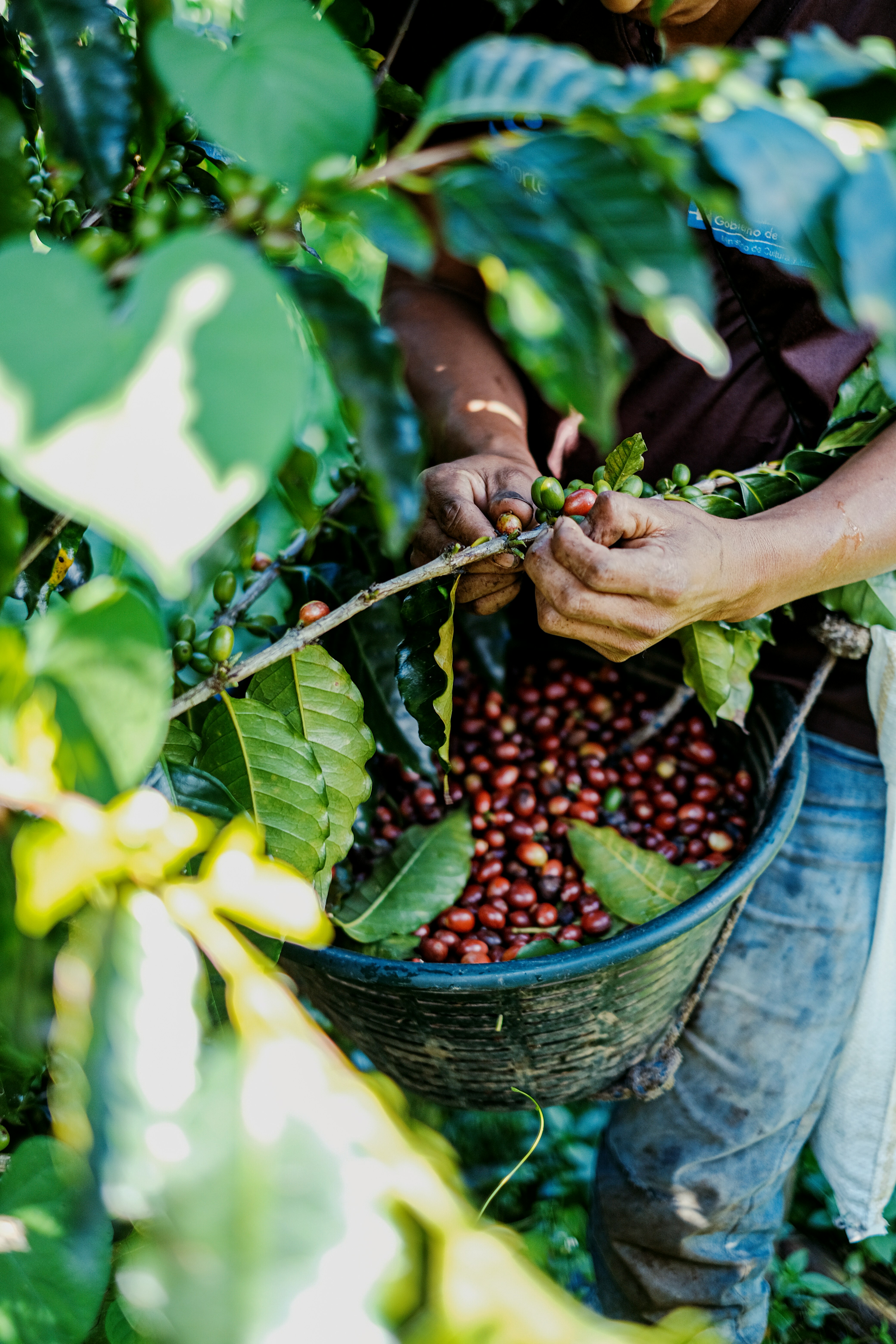 Photograph showing a person harvesting ripe red coffee cherries from a coffee plant, with a large bucket filled with cherries hanging from their waist. The image highlights the manual picking process, green leaves, and the contrast between unripe green and ripe red cherries.