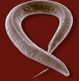 Transporter Regulators