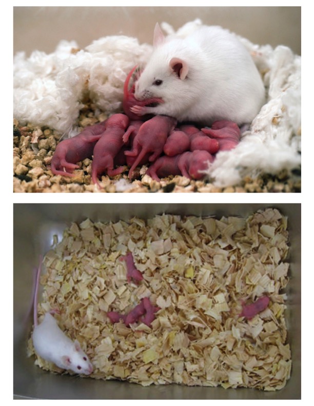 Newborn Caged Mice