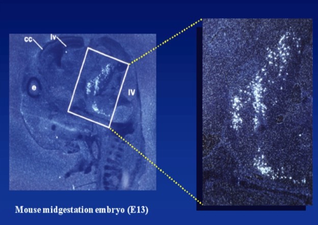 Mouse Embryo Midgestation
