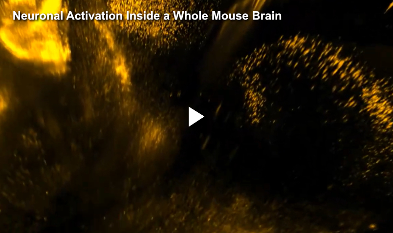 Click to play video: Neuronal Activation Inside a Whole Mouse Brain