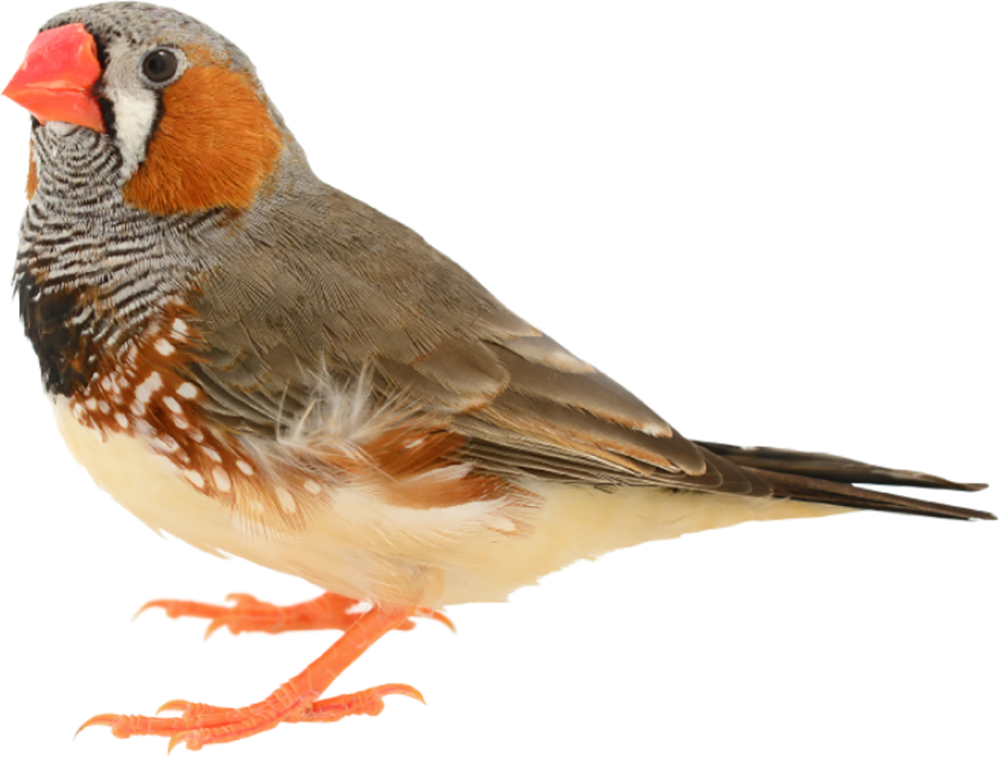 zebra finch
