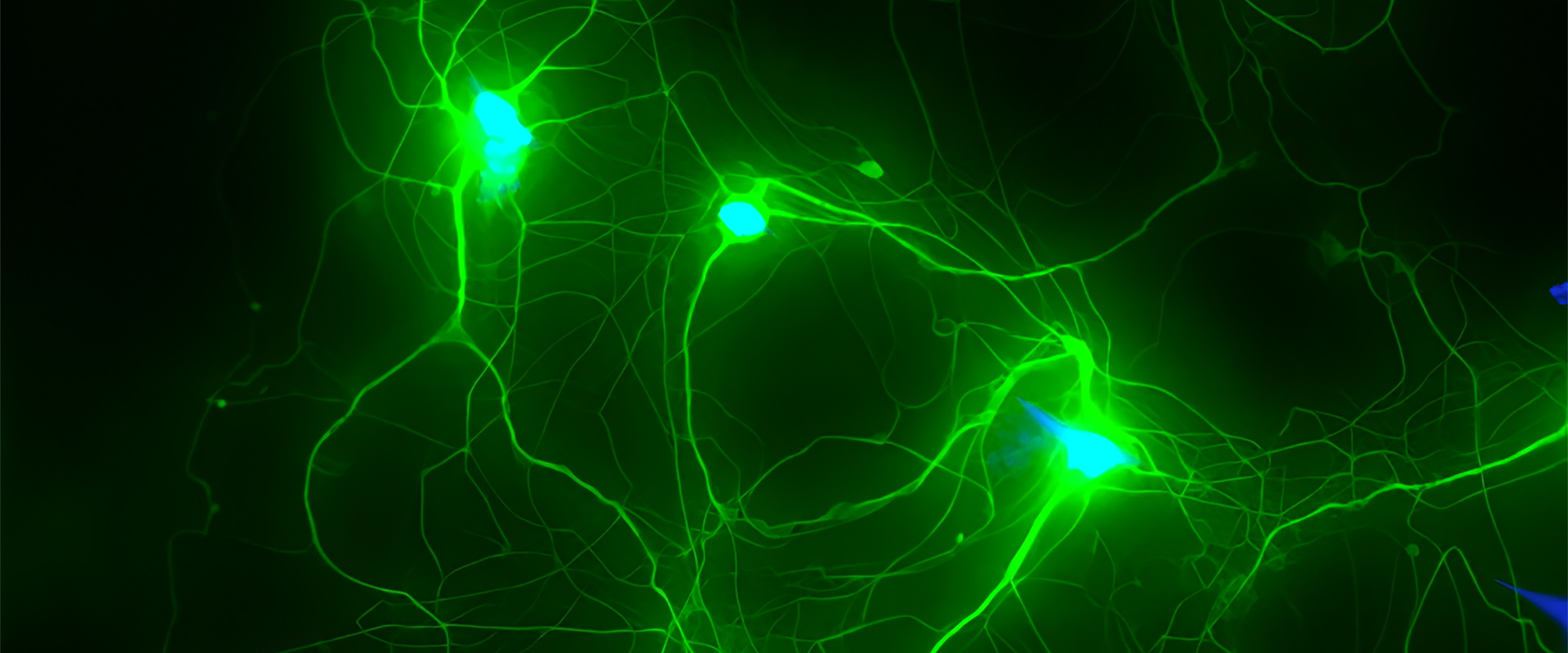 Growing Human Neurons