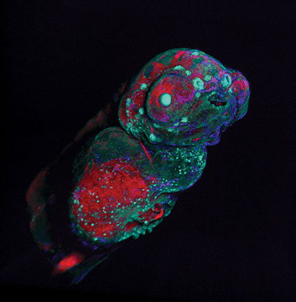 Portrait of a Zebrafish