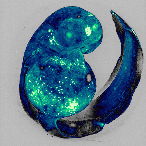 photography by Tessa Dallo; a developing zebrafish embryo in blue and green