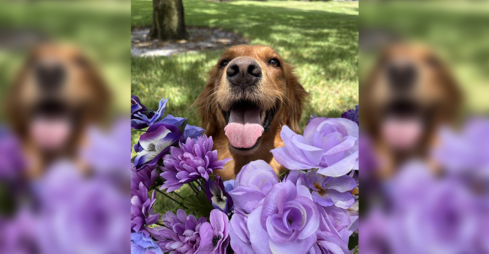 cute photo of a dog with purple flowers