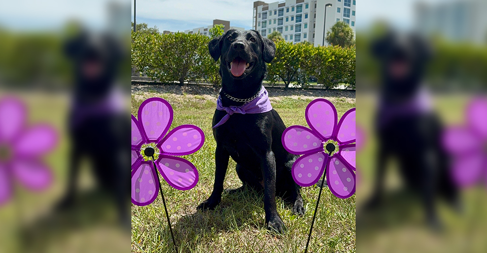 cute photo of a dog in a field