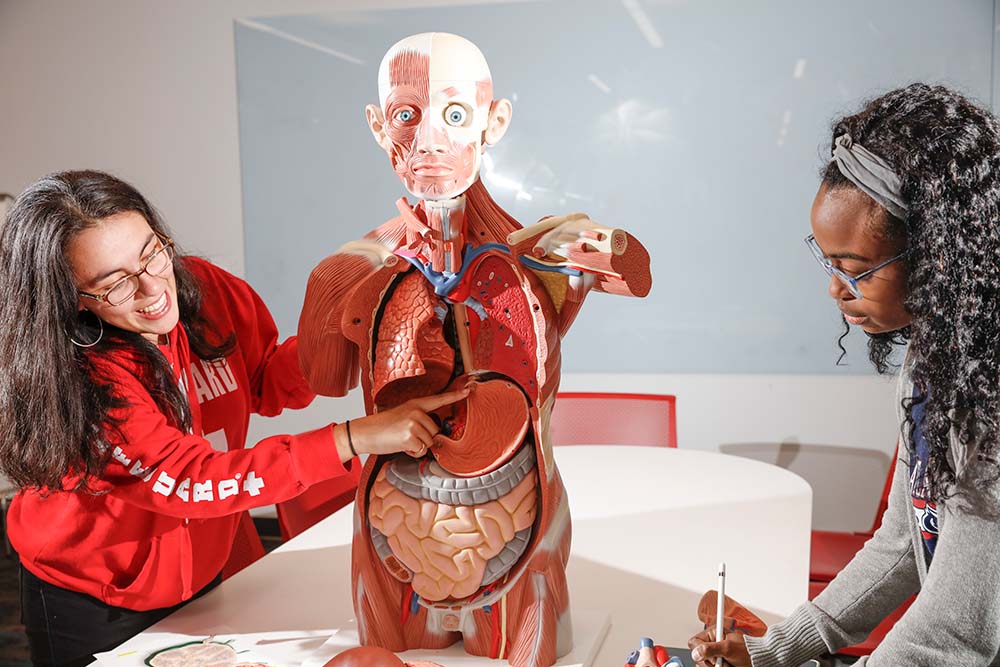 tutors examine an anatomical model