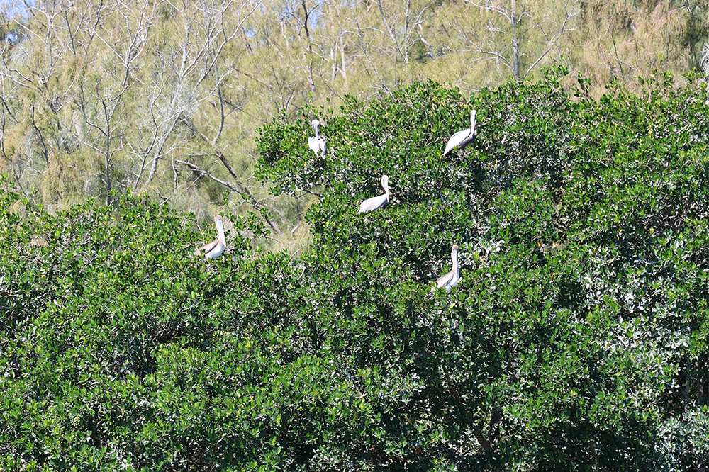 Science Students Dive Into Research at FAU Harbor Branch with WLW-ECOS Field Trips