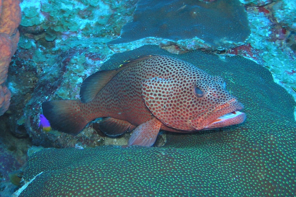 Decoding a Decade of Grouper Grunts Unlocks Spawning Secrets, Shifts