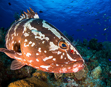 ‘Eavesdropping’ on Groupers’ Mating Calls Key to Survival