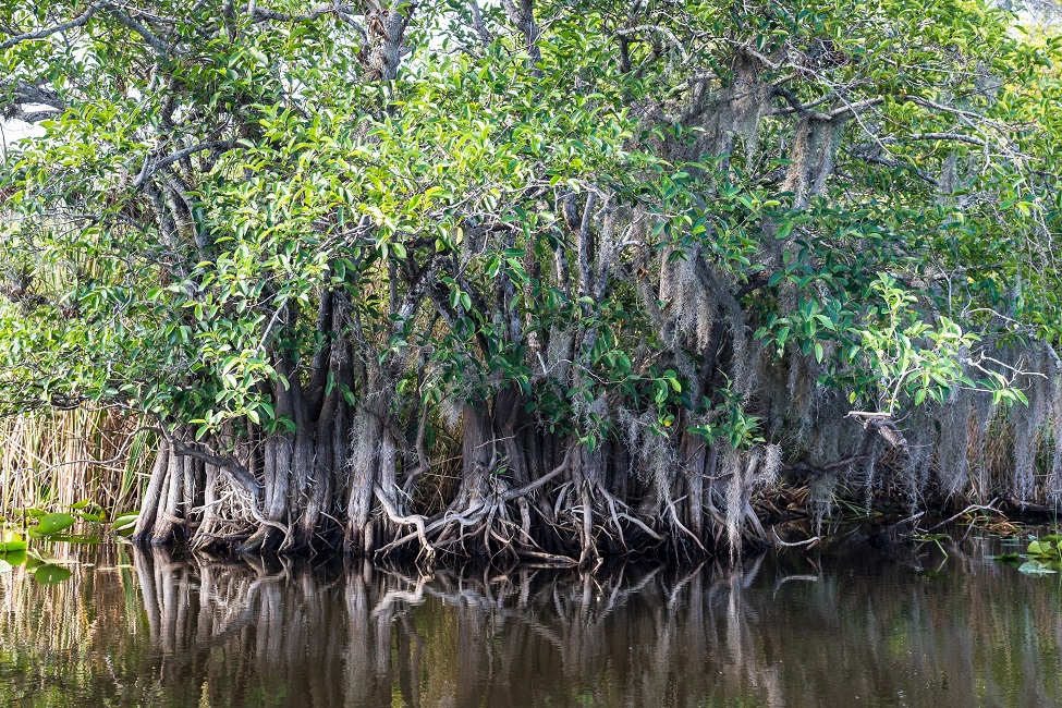Mangrove Root Model May Hold the Key to Preventing Coastal Erosion