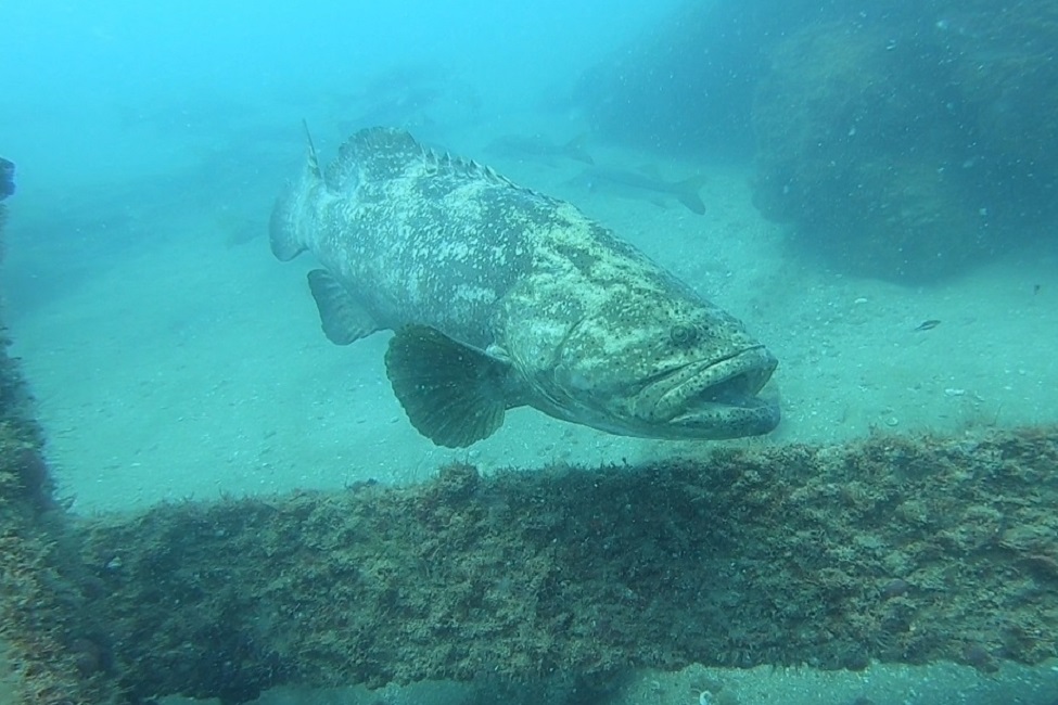 Goliath grouper, one of the largest grouper species reaching up to 800 pou
