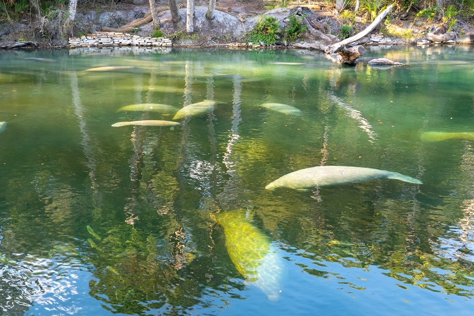 Manatees can be found from Brazil to Florida and all the way around the Caribbean islands. Some species including the Florida Manatee are considered endangered by the International Union for Conservation of Nature.
