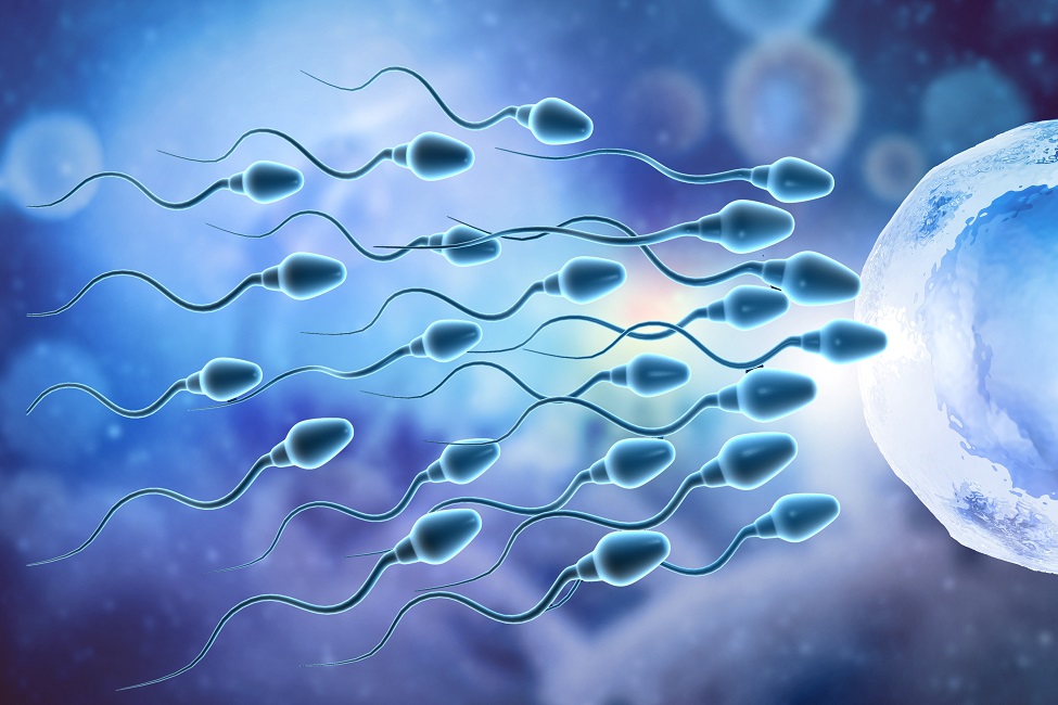 Out of about 100 million sperm, only a few hundred make it to the fallopian tubes. Guided by a directional movement called rheotaxis, sperm cells swim against the cervical mucus flow to reach the egg for fertilization. This journey, however, is even more critical when considering infertility. Sperm motility – the ability to swim the right way – is key.