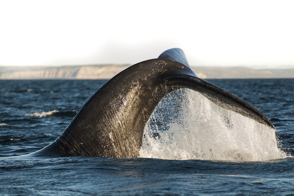 The endangered North Atlantic Right Whale communicate with each other using an “up-call,” which is a short chirp or “whoop” that lasts about two seconds.