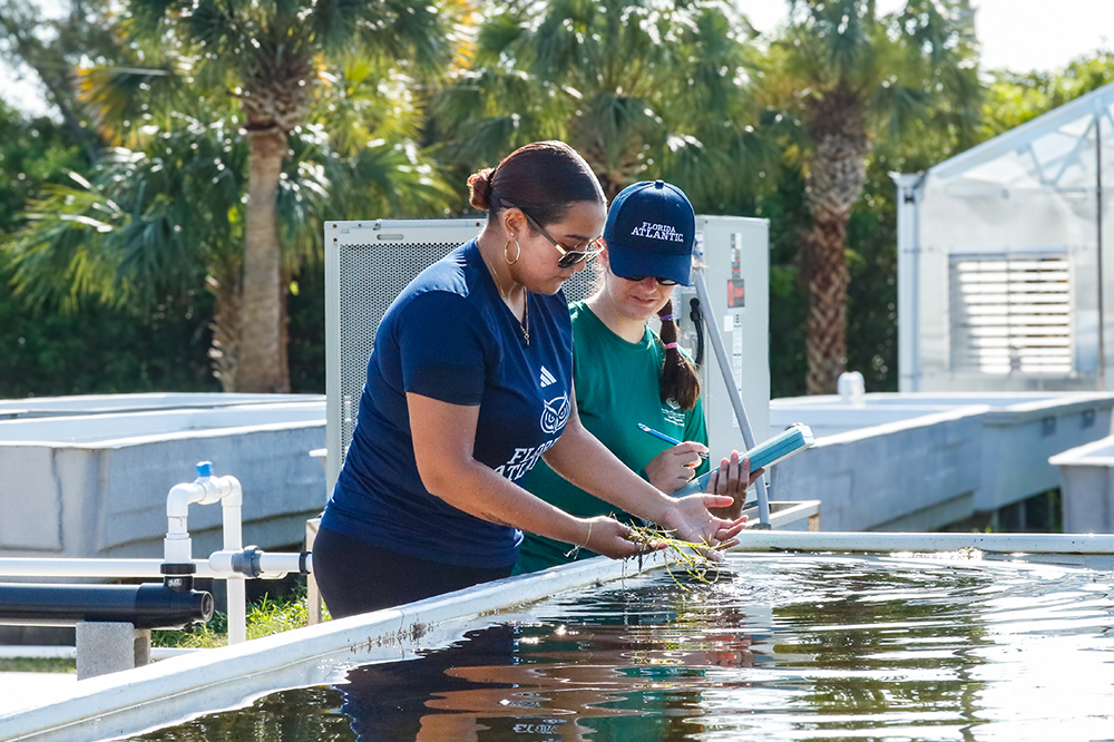 Two students examine seagrass in an outdoor lab environment.