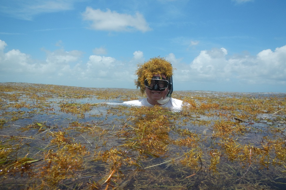 A diver is in waters that are full of seaweed