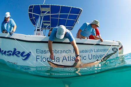 Tag sharks with the Elasmo Lab