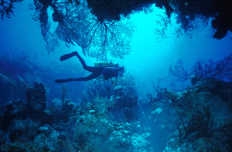 Picture of researcher scuba diving in the ocean