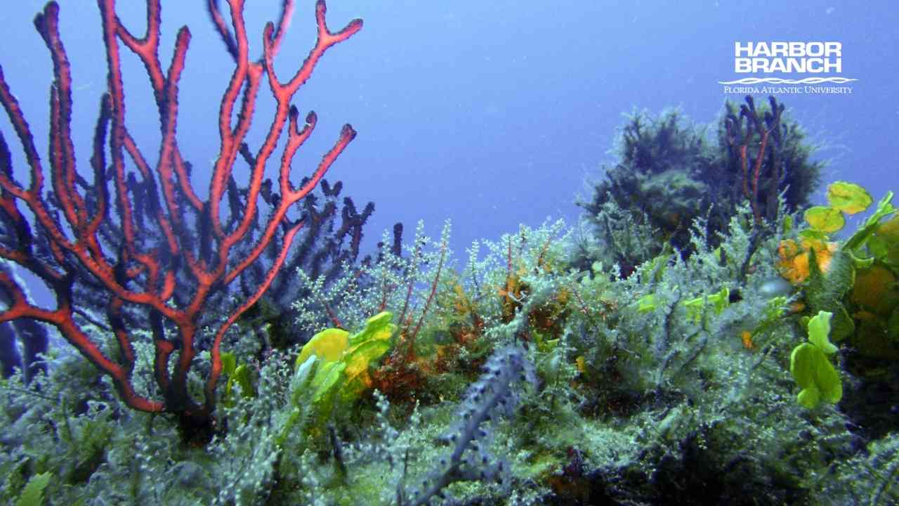 deep sea coral and reef