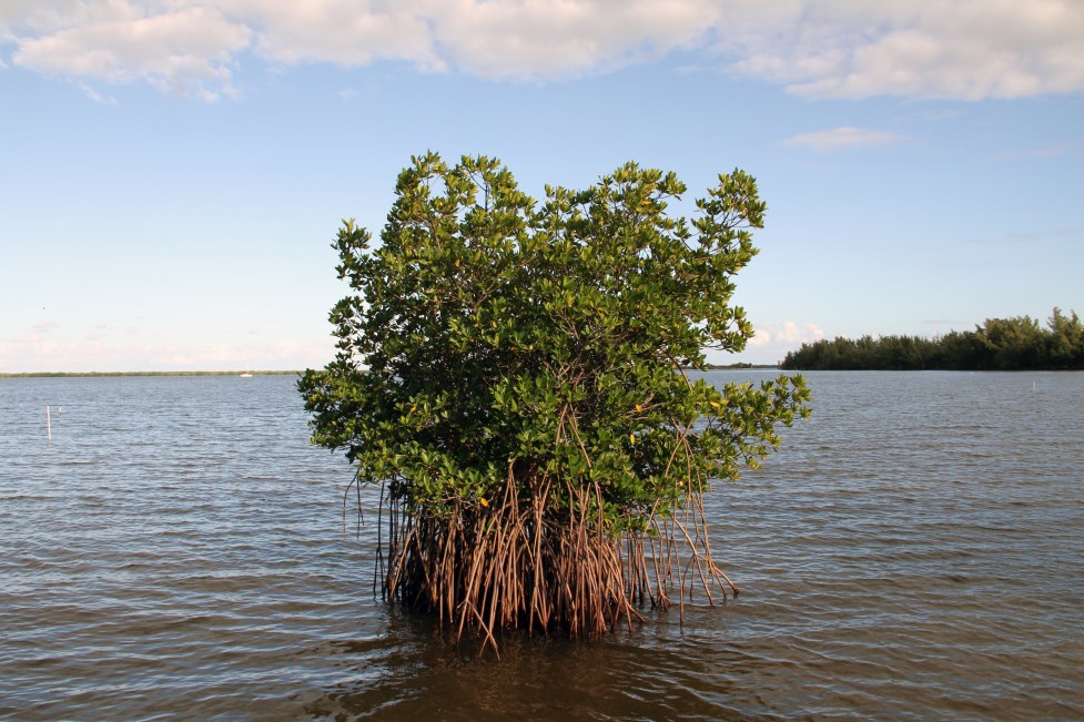 a tree in the ocean shoreline