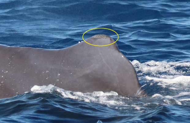 Sperm whale showing cauliflower skin lesion
